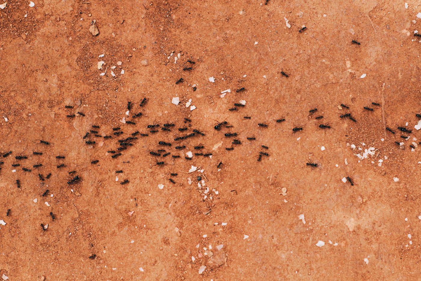 Ant Control in Dana Point, CA