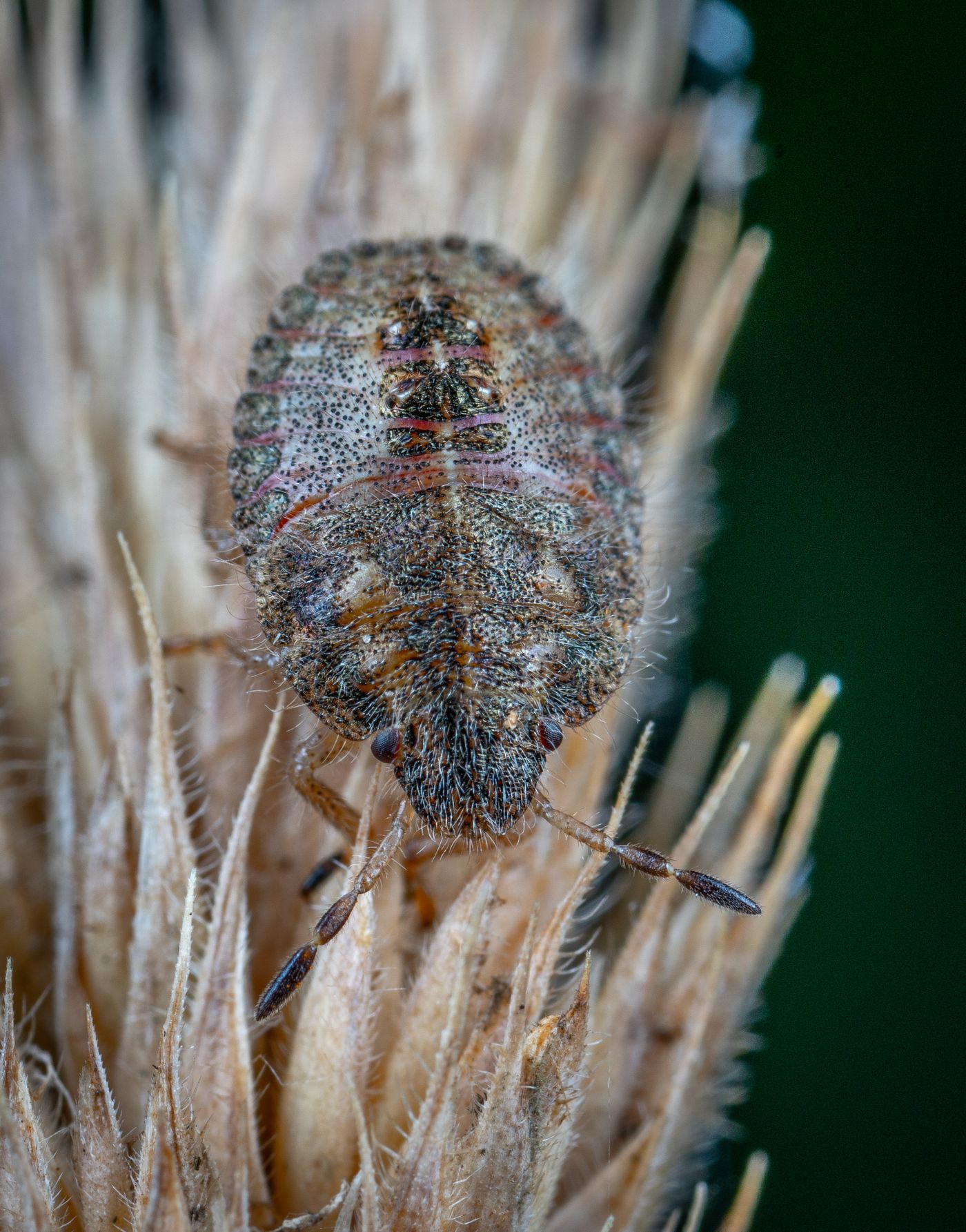 Bed Bug Control in Dana Point, CA