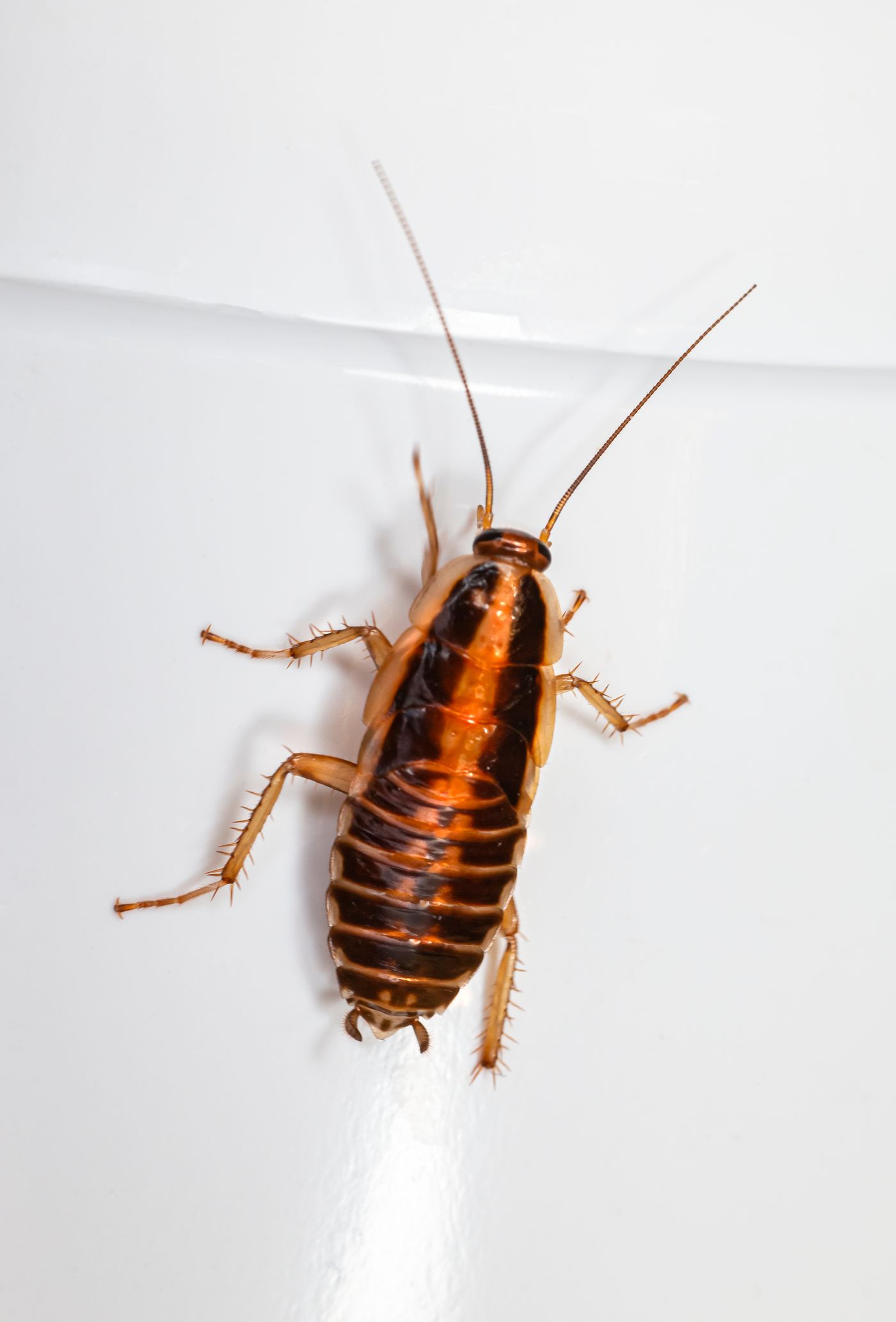 Cockroach Control in Dana Point, CA