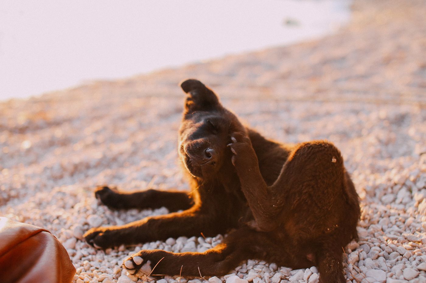 Flea & Tick Control in Dana Point, CA