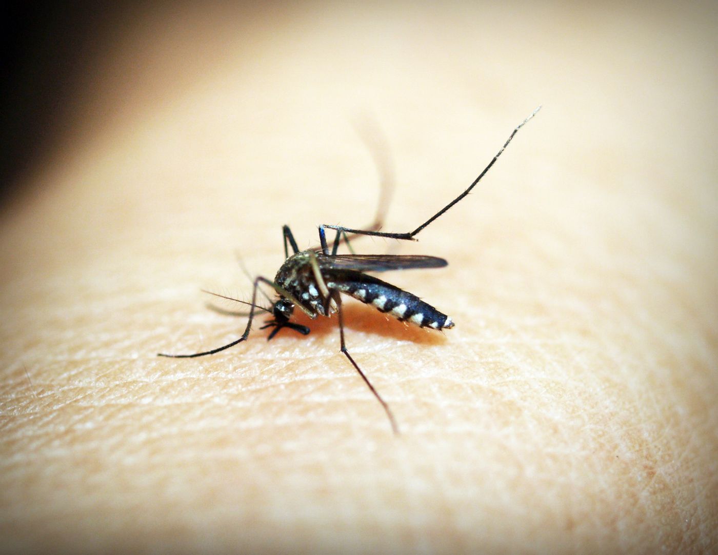 Mosquito Control in Dana Point, CA