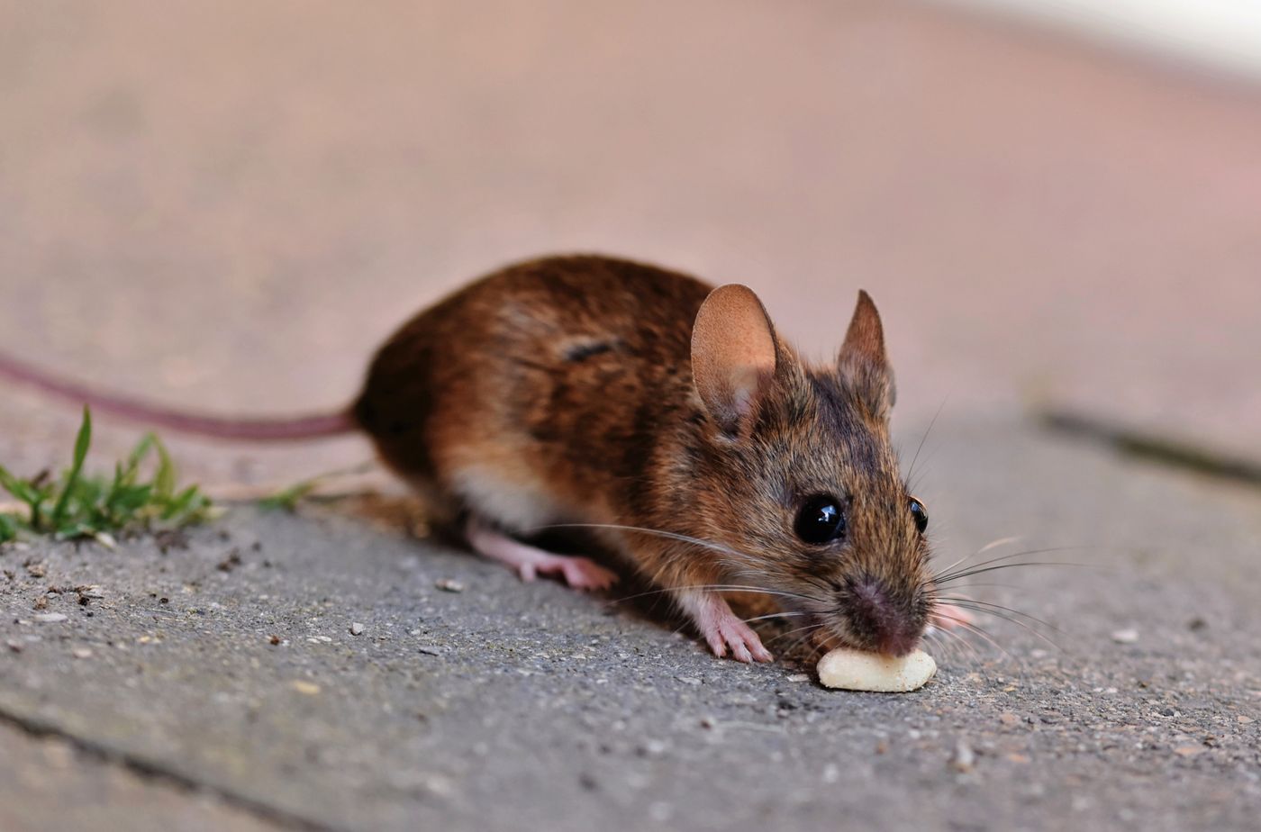 Rodent Control in Dana Point, CA