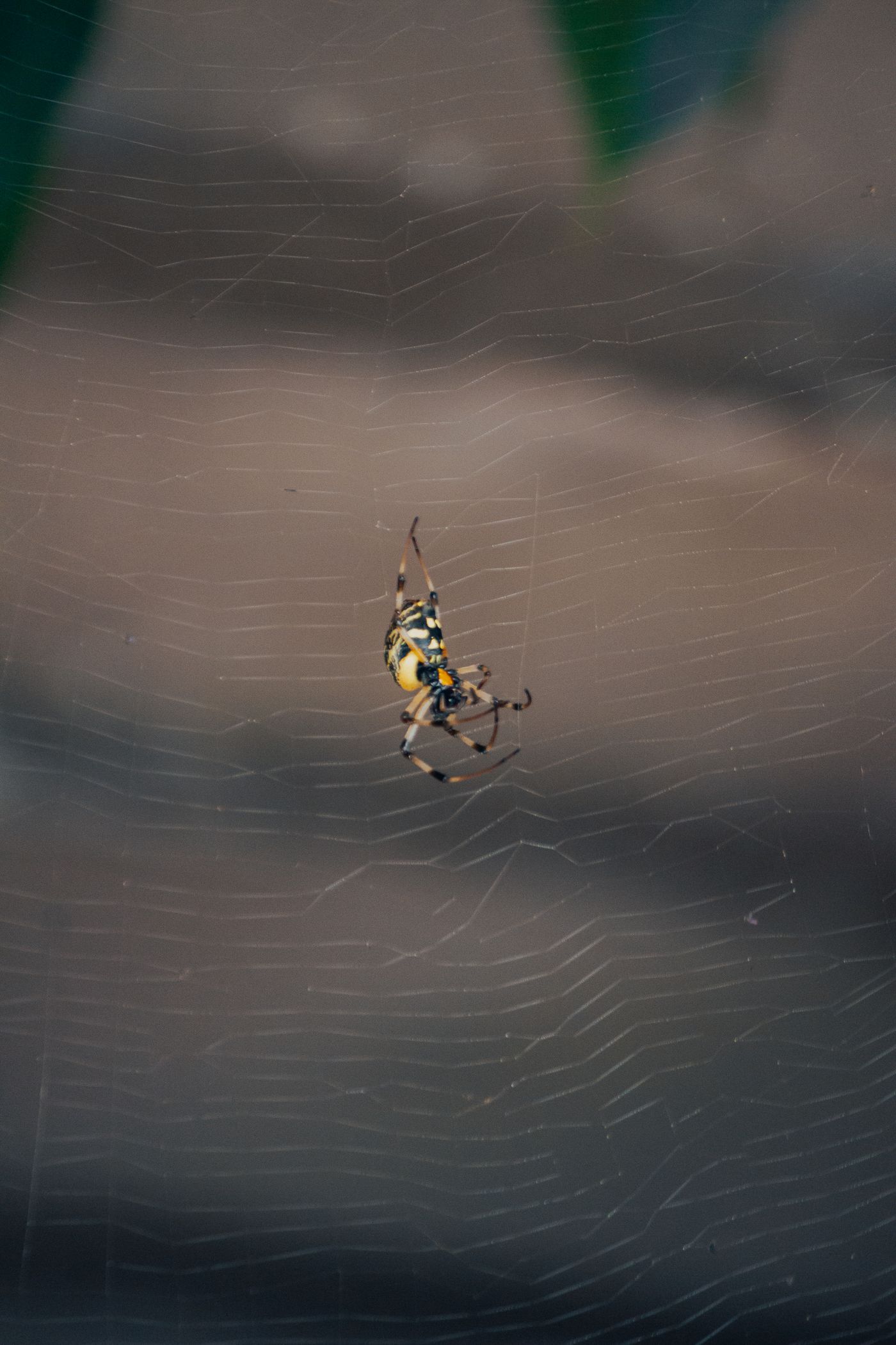Spider Control in Dana Point, CA