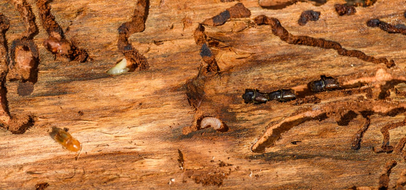 Termite Control in Dana Point, CA