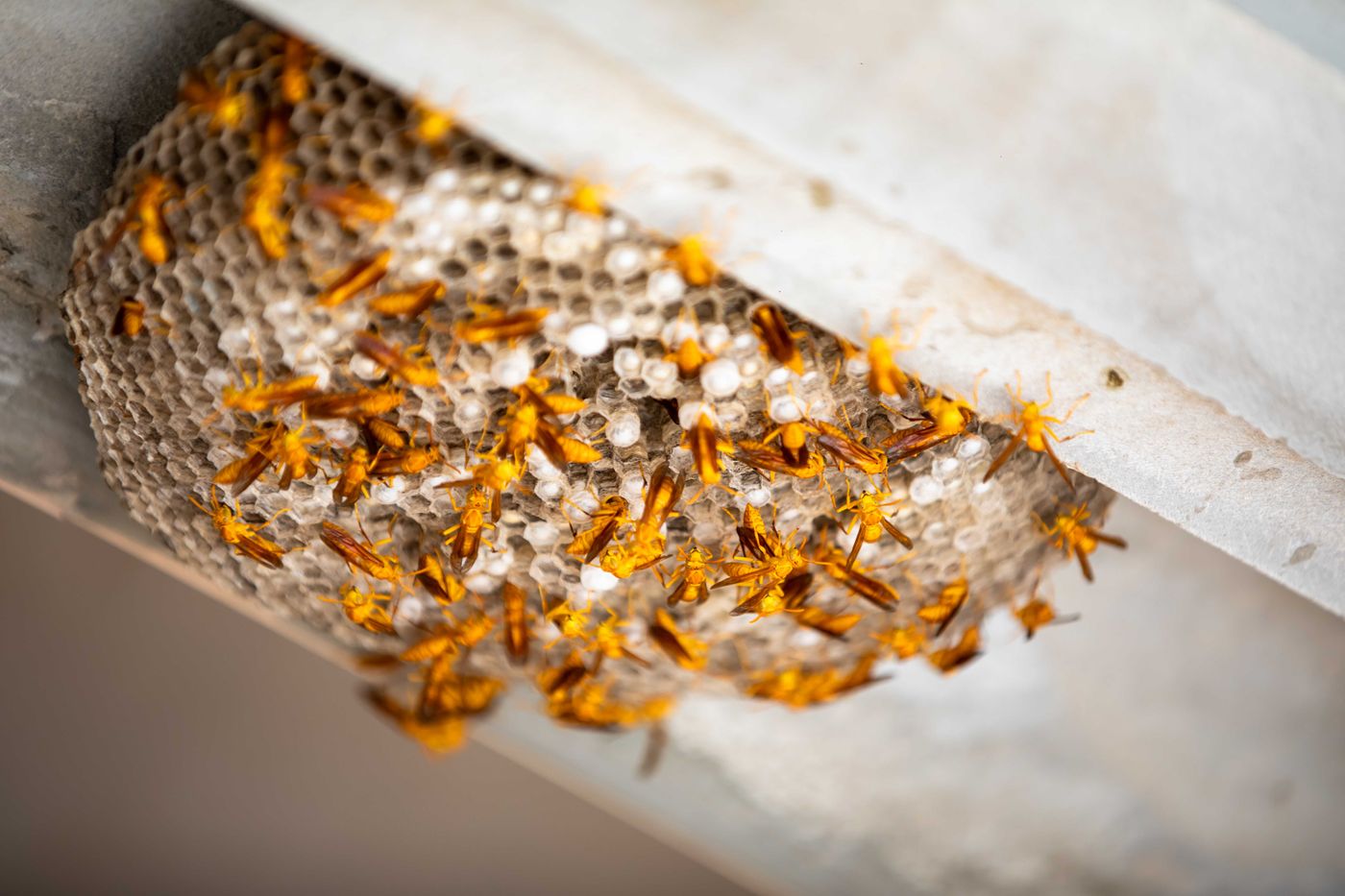 Wasp & Bee Control in Dana Point, CA